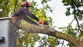 Whiskey Town Tree Service